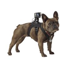 Fetch Dog Harness by GoPro in Key West FL