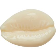 Puka Shell