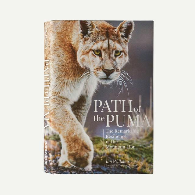Patagonia - Path of the Puma: The Remarkable Resilience of the Mountain Lion in Apache Junction AZ